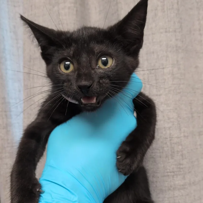 A baby small-sized female Black Domestic Short Hair cat named Rain Cloud for adoption in Hattiesburg, MS