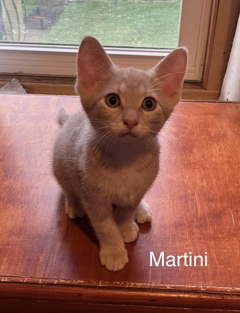 A baby small-sized male Buff / Tan / Fawn Domestic Short Hair cat named Martini for adoption in Highland, IN
