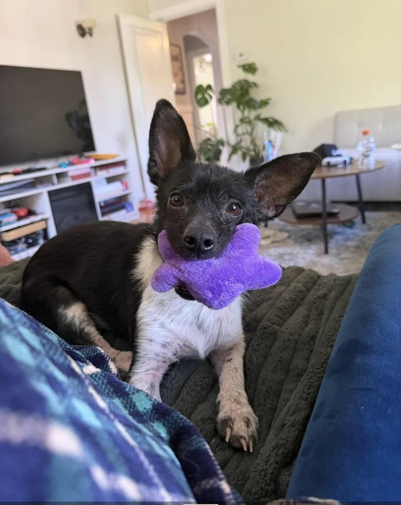 A young medium-sized male Terrier dog named Zigzag Zippy for adoption in Saunderstown, RI