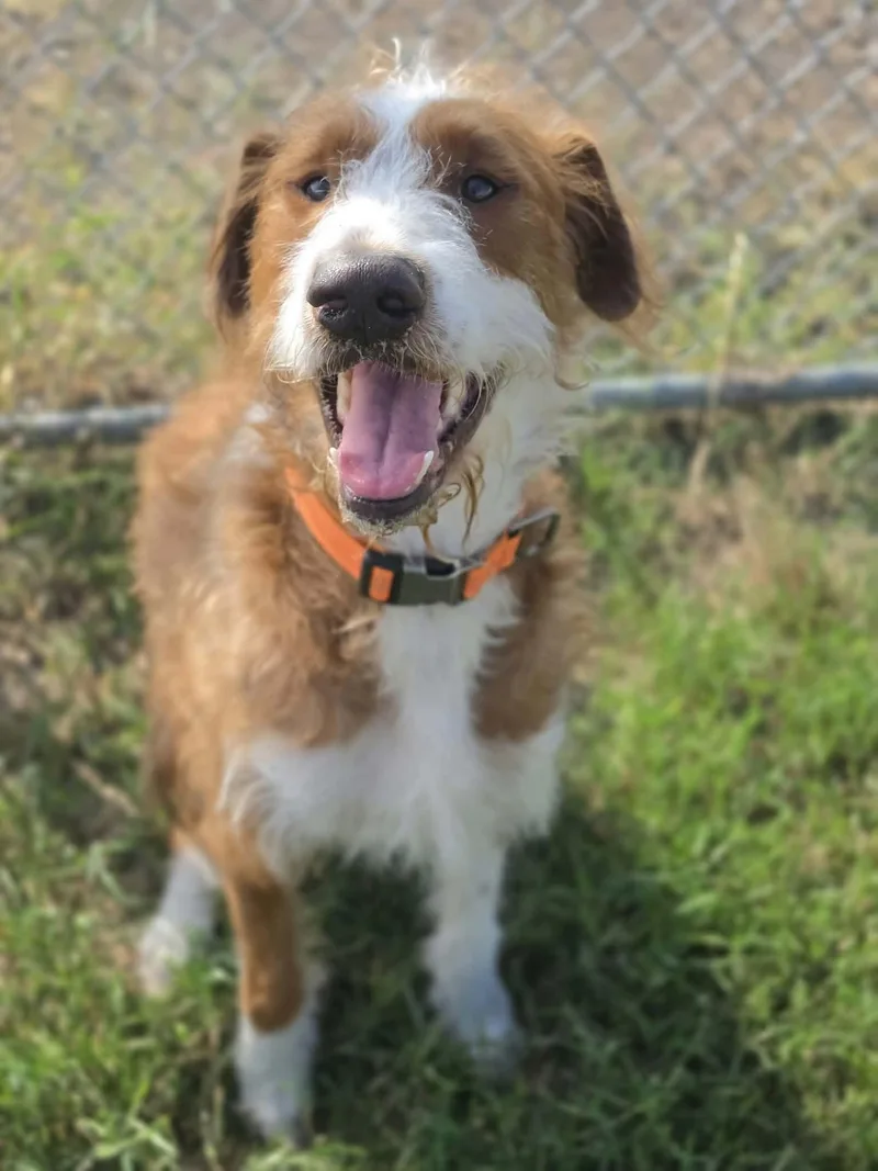 An adult medium-sized male Goldendoodle dog named Maverick for adoption in Watertown, CT