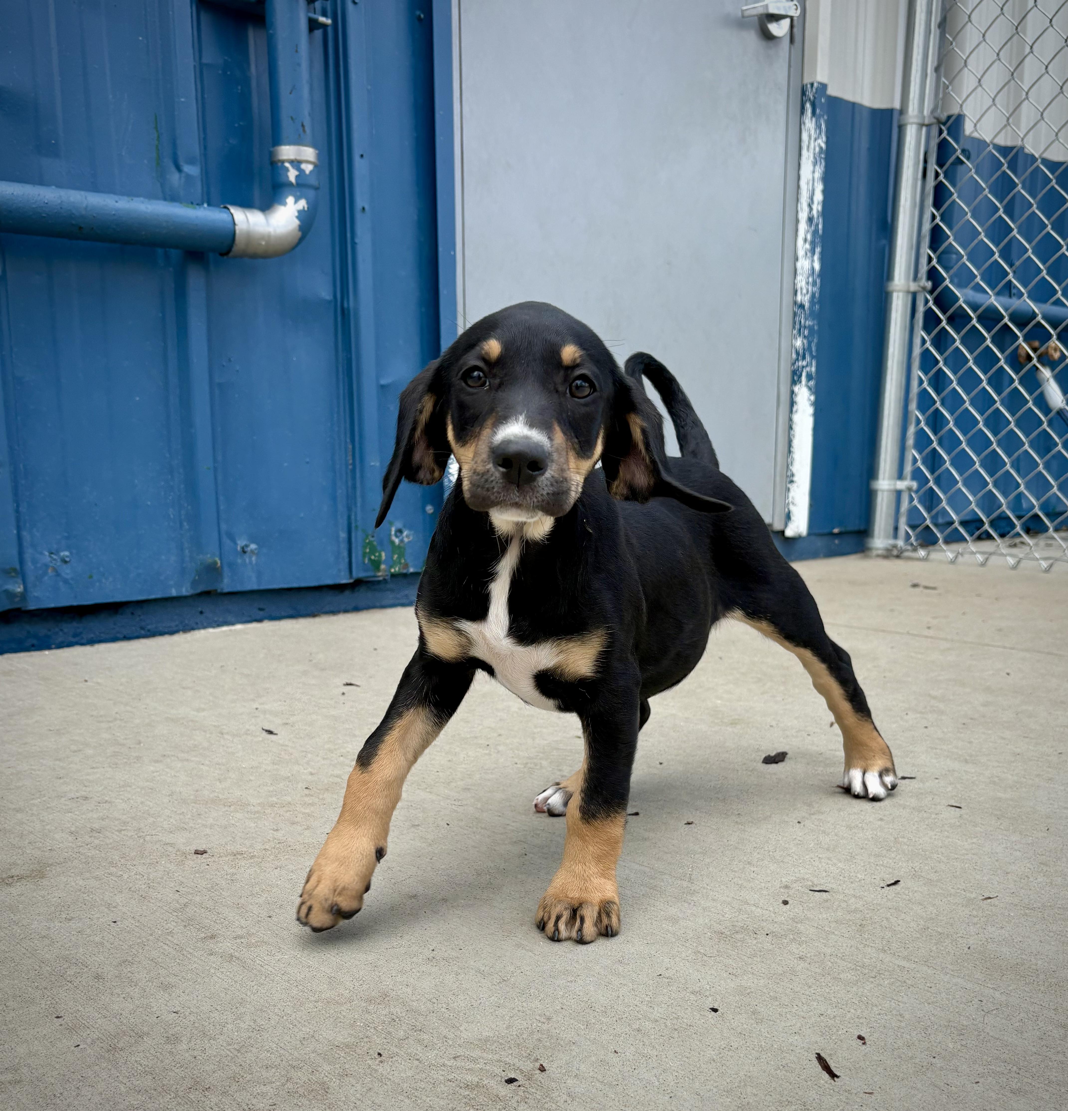 A baby large-sized female Tricolor (Brown, Black, & White) Black and Tan Coonhound dog named Effie for adoption in Kalamazoo, MI