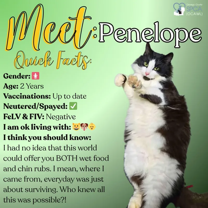 Penelope thumbnail 3