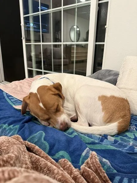 An adult large-sized male English Pointer dog named Loki for adoption in San Diego, CA