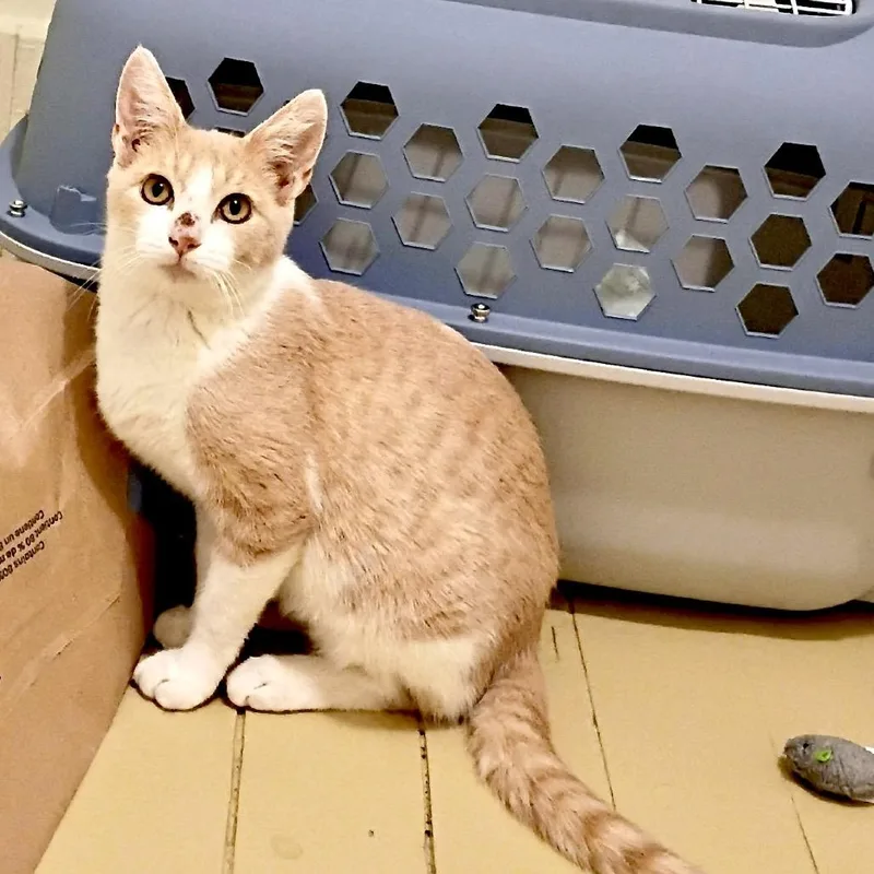 A young small-sized male Orange / Red Domestic Short Hair cat named Creamsicle  s for adoption in Sequatchie, TN