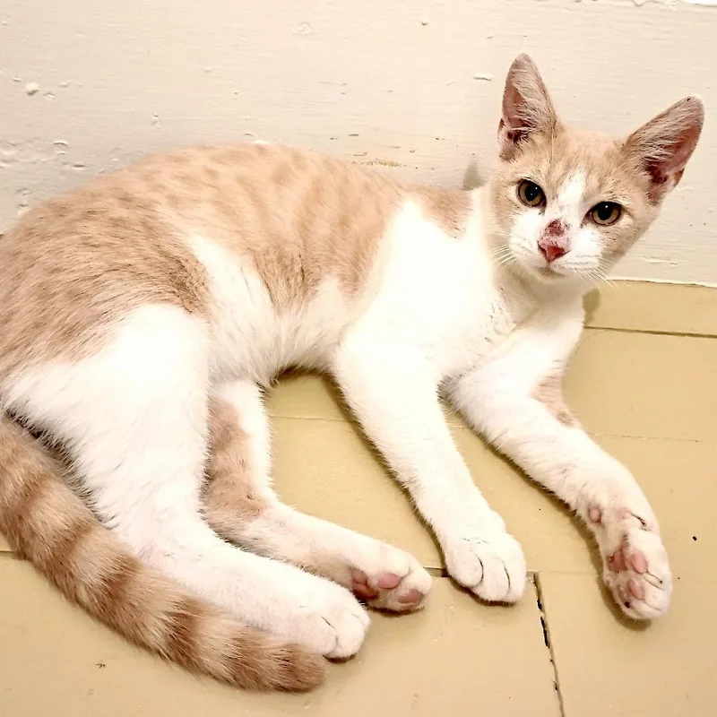 Creamsicle  s thumbnail 2