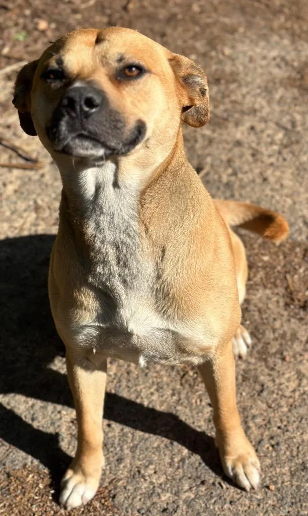 A young medium-sized male Mixed Breed dog named Beans for adoption in Rome, GA