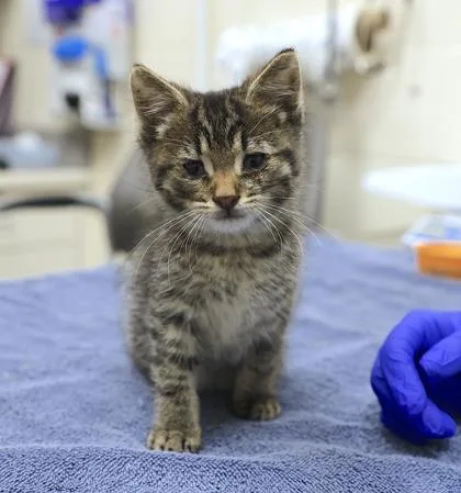 A baby small-sized male Domestic Medium Hair cat named Arthur for adoption in Westland, MI