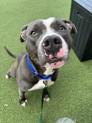 An adult large-sized male Mixed Breed dog named Cranston for adoption in West Chester, PA