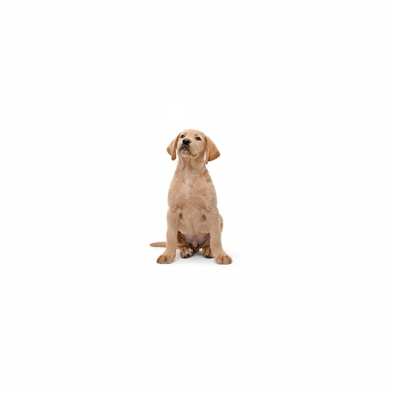 A baby medium-sized male Yellow / Tan / Blond / Fawn Mixed Breed dog named Cheddar for adoption in Playa Vista, CA