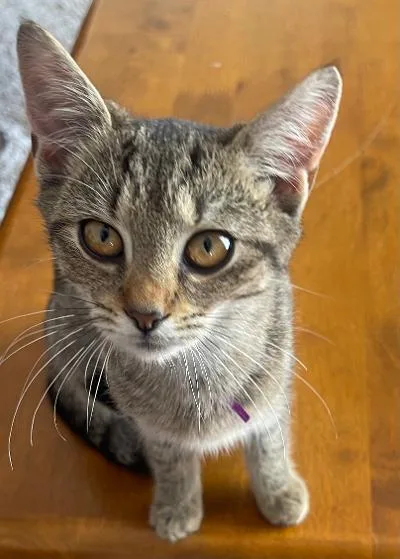 A baby medium-sized female Domestic Short Hair cat named Basil for adoption in Franklin, WV