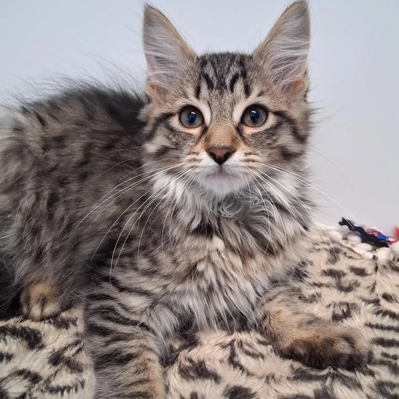 A young small-sized male Tabby (Brown / Chocolate) Domestic Long Hair cat named Cinnamon for adoption in Belmont, NY