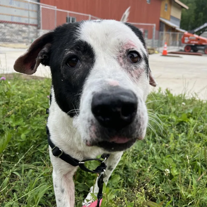 An adult medium-sized female Black Mixed Breed dog named Hope for adoption in Fairport, NY