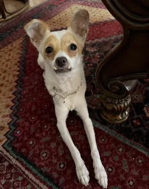 An adult small-sized male Apricot / Beige Chihuahua dog named Eddie for adoption in Glendale, CA