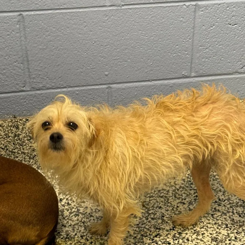 An adult small-sized female White / Cream Terrier dog named Cinderella for adoption in Madisonville, TN