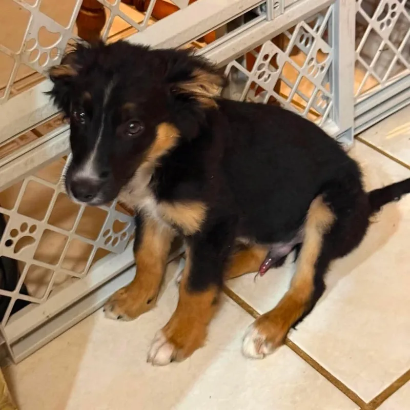 A baby medium-sized male Black Australian Shepherd dog named Tristan for adoption in Fredericksburg, VA