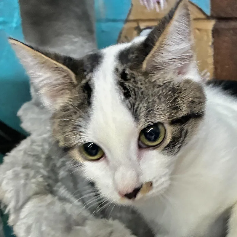 A baby medium-sized female Tabby (Gray / Blue / Silver) Domestic Short Hair cat named August for adoption in Emporia, VA