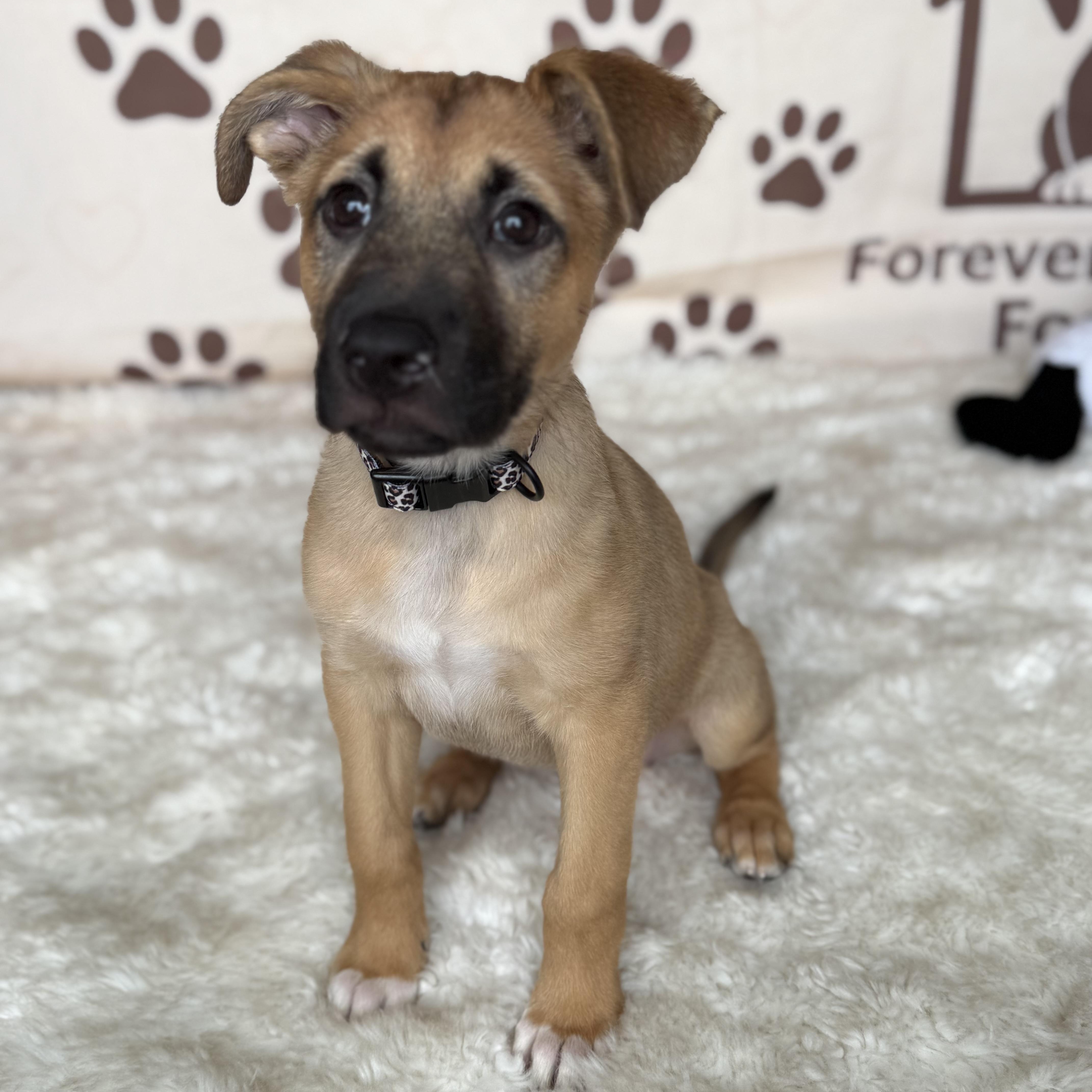 June Bug thumbnail 4