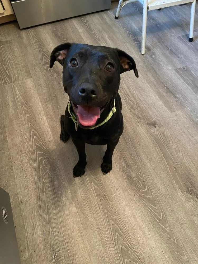 A young medium-sized female Black Labrador Retriever dog named Margot 🤍💜 A for adoption in Silsbee, TX