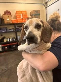 A senior small-sized male Beagle dog named Bailey for adoption in Lees Summit, MO