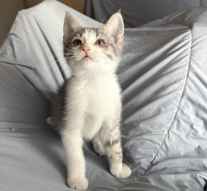 A baby small-sized female Domestic Short Hair cat named Rose for adoption in Lancaster, CA
