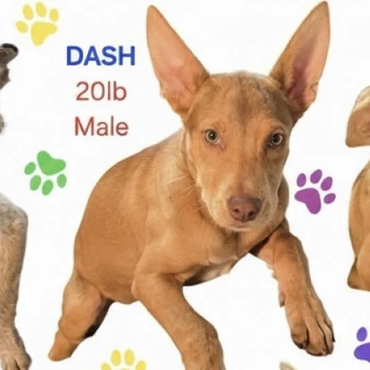 Dash thumbnail 4