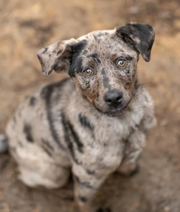 A baby large-sized female Border Collie dog named Jess for adoption in Stratham, NH