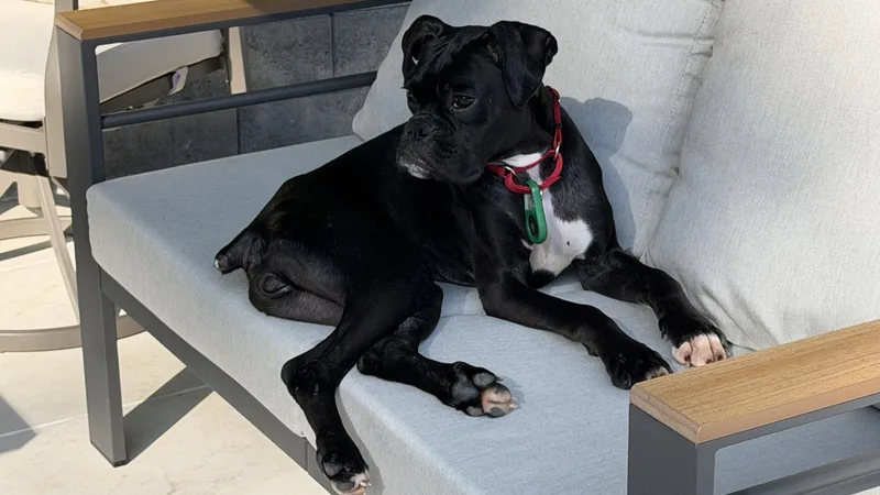 A young medium-sized female Boxer dog named Buffy for adoption in Monticello, NY
