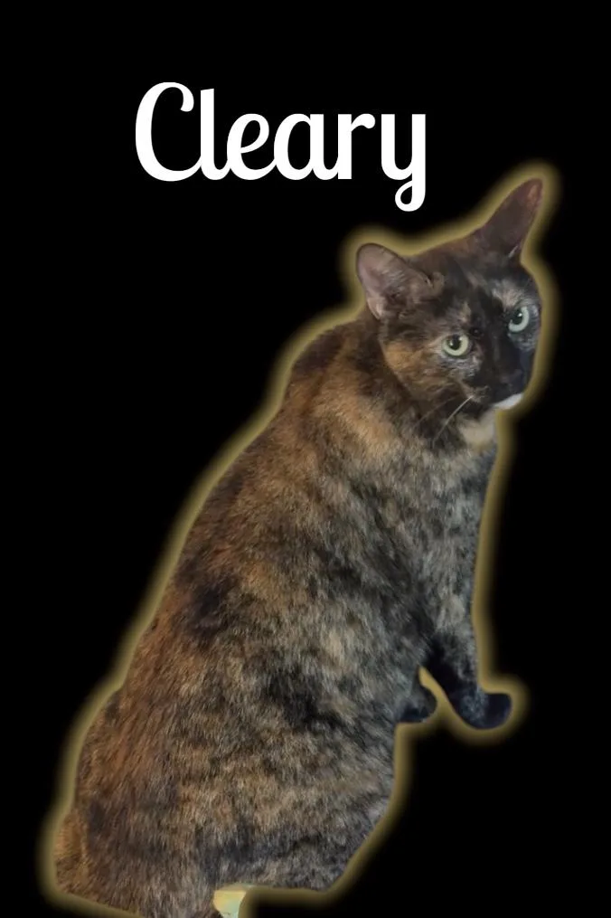 An adult medium-sized female Tortoiseshell Domestic Short Hair cat named Cleary for adoption in Auburn, CA