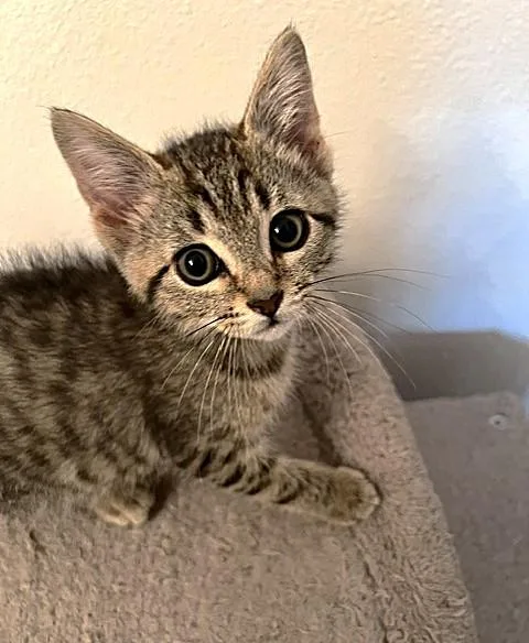A baby small-sized female Domestic Short Hair cat named Crissy for adoption in Sacramento, CA