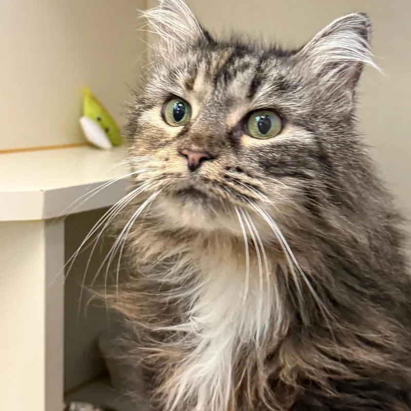 A senior large-sized female Torbie Domestic Medium Hair cat named Jj for adoption in Concord, NH