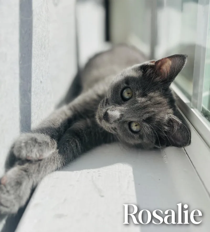 Rosalie thumbnail 2