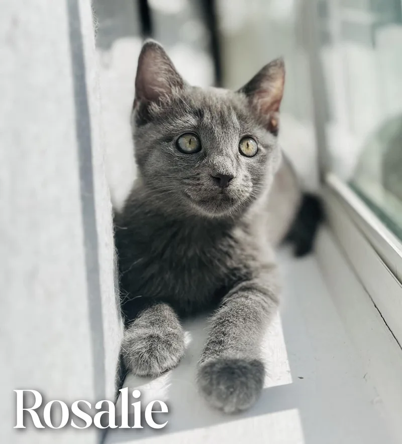 Rosalie thumbnail 3