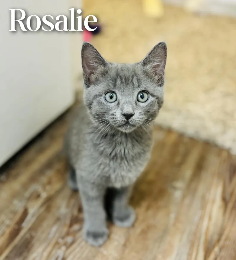 Rosalie thumbnail 4