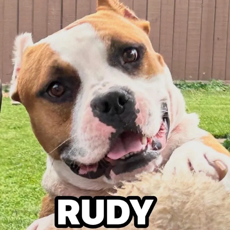 Rudy thumbnail 4