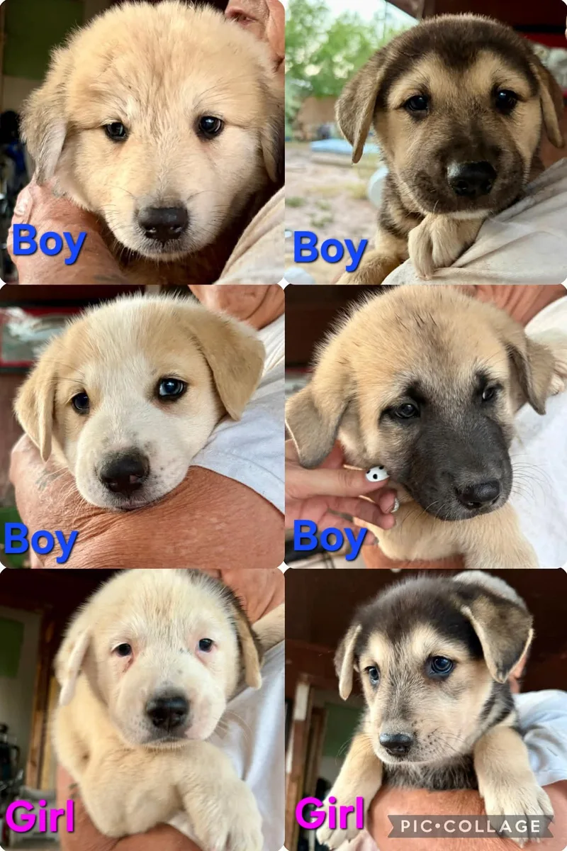 A baby large-sized female Great Pyrenees dog named Great Pyrenees German Shepherd for adoption in Blairstown, NJ