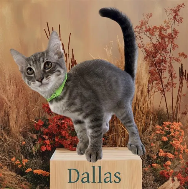 Dallas