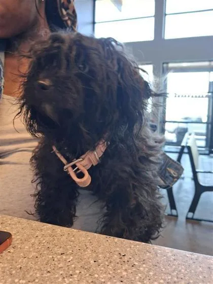 An adult small-sized female Mixed Breed dog named Bella for adoption in West Chester, PA