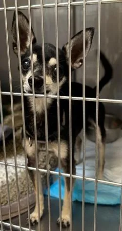 A senior small-sized male Chihuahua dog named Petey for adoption in Wingdale, NY