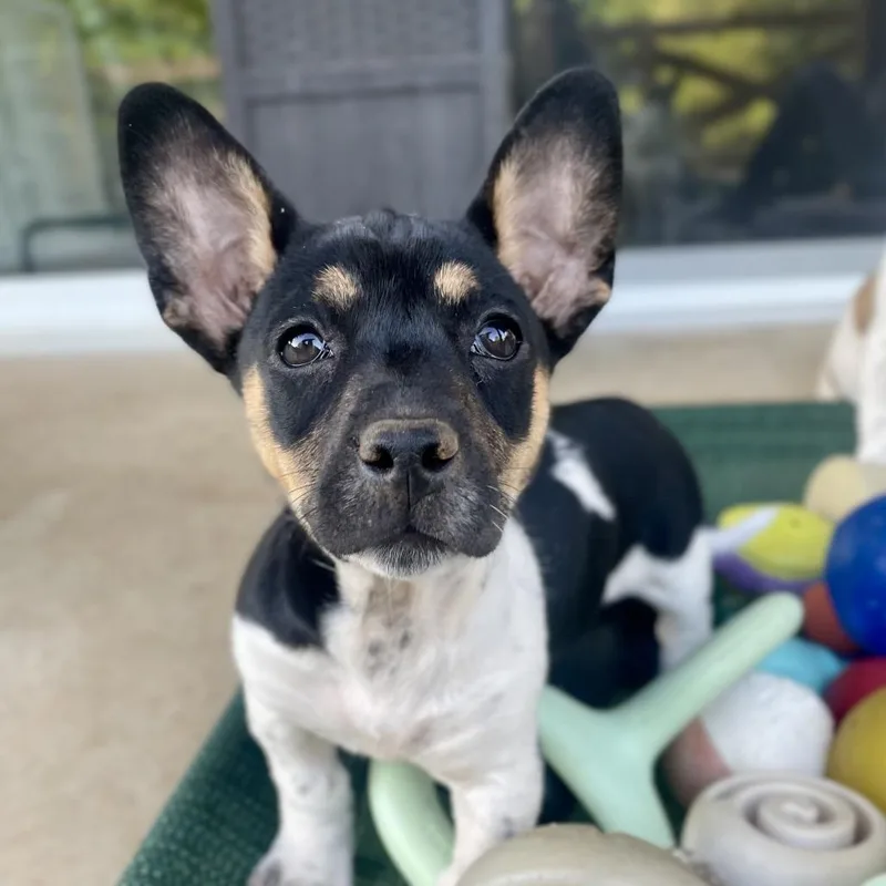 Nancy Drew thumbnail 2