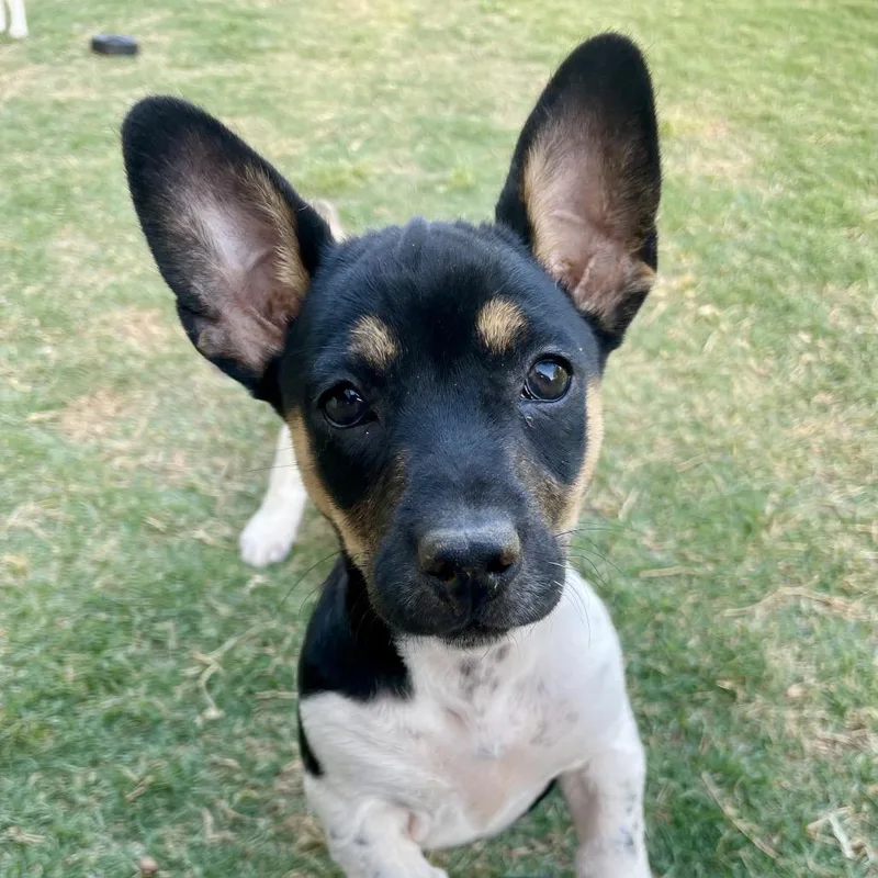 Nancy Drew thumbnail 3