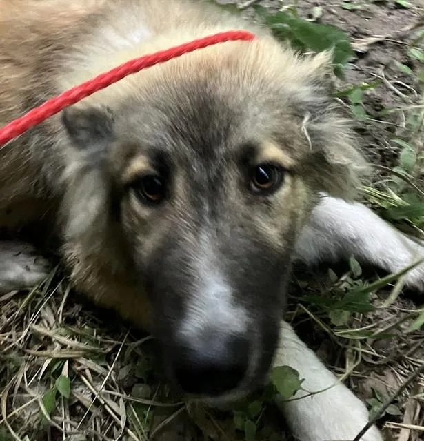 A baby medium-sized male Mixed Breed dog named Don for adoption in Dallas, TX