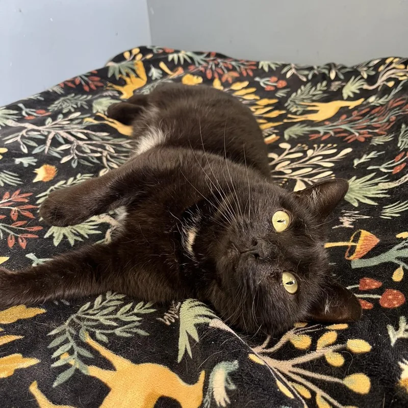 An adult medium-sized female Black Domestic Short Hair cat named Miss Ivy for adoption in Roanoke, VA