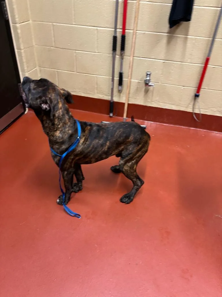 A young medium-sized male Pit Bull Terrier dog named Zorro for adoption in Douglasville, GA