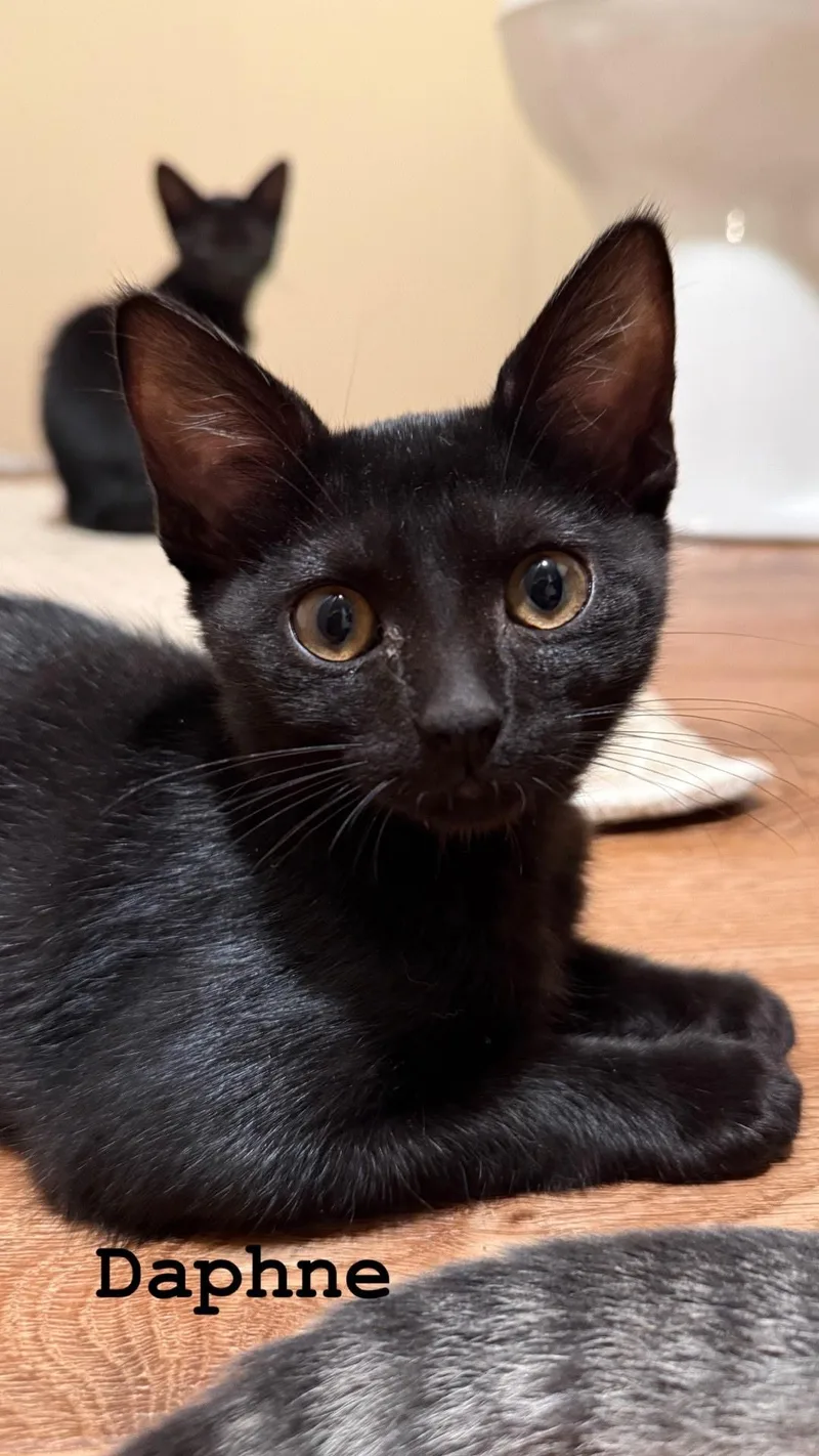 A baby medium-sized female Black Domestic Short Hair cat named Daphne for adoption in Murfreesboro, TN