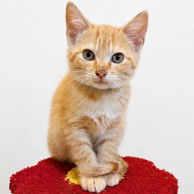 A baby small-sized male Orange / Red Domestic Short Hair cat named Dutch for adoption in Normal, IL