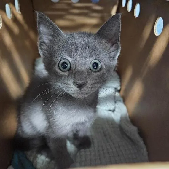 A baby small-sized male Domestic Short Hair cat named Dusty for adoption in Jacksonville, FL