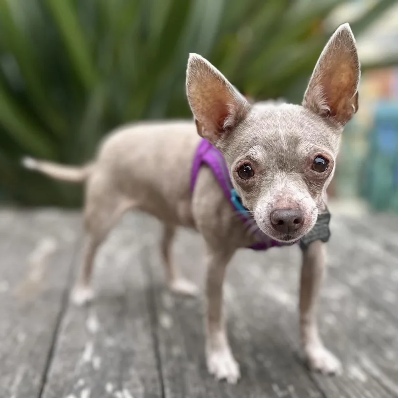 A senior small-sized female Gray / Blue / Silver Chihuahua dog named Fritter for adoption in Pacific Grove, CA