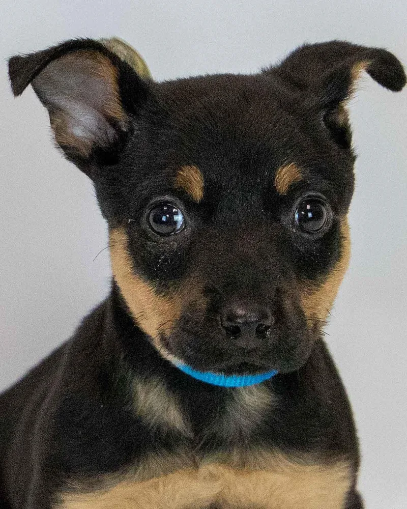 A baby medium-sized female Shepherd dog named Laika for adoption in Kennesaw, GA