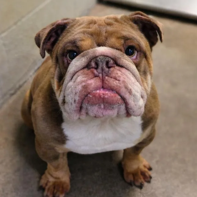 An adult medium-sized male Yellow / Tan / Blond / Fawn French Bulldog dog named Franklin for adoption in San Jacinto, CA