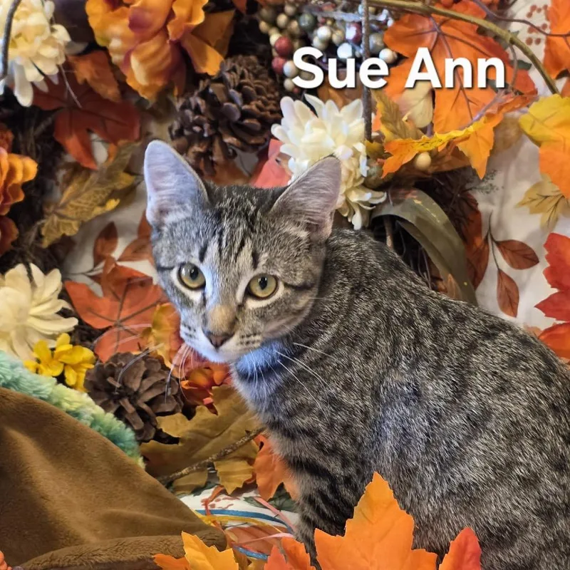 A baby medium-sized female Domestic Short Hair cat named Sue Ann for adoption in Kyle, TX